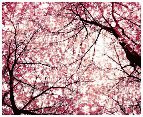 Cherry blossom